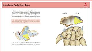 69 La articulación radioulnar distal Clase de Anatomía Humana de Gray [upl. by Deraj]