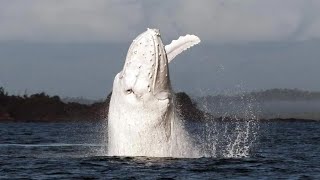 15 Incredible WHALE Species That Actually Exist [upl. by Kolk691]