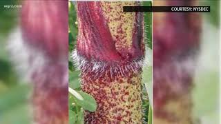 Giant Hogweed Is Widespread In WNY [upl. by Aneelehs71]