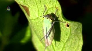 CICADELLE Verte  Cicadella viridis  Toilette ou Entraînement  BRUITX [upl. by Ednihek]