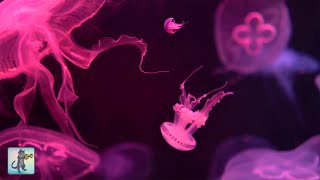 Neon Jellyfish Aquarium  Relaxing Music for Sleep Study Meditation amp Yoga • Screensaver • 6 HOURS [upl. by Anaele871]