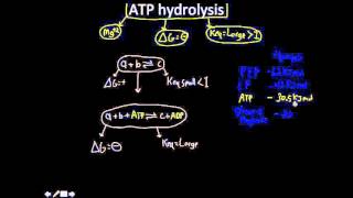 ATP hydrolysis [upl. by Aedni355]