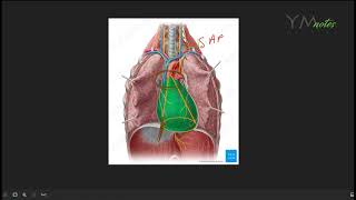 Pericardium and External Heart CVS مراجعة وأسألة [upl. by Enihpad306]