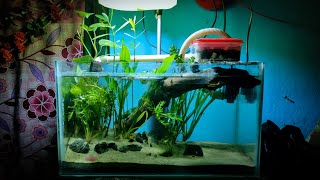 Aquarium Plants Wild Snails  NO CO2 NO Ferts Planted Tank  Project WILD GREEN [upl. by Kilbride558]