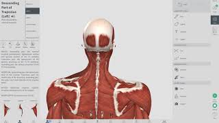 COMMON CAUSES OF NECK PAIN  Neck Pain Muscle Knot  OBTS [upl. by Duck576]