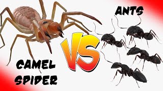 Camel Spider Assault The Ant Colony Siege Epic Bug Battle [upl. by Benilda]