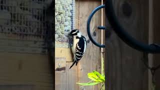 Female Downy peckin those peanuts 🥜 birds naturelovers [upl. by Accemahs]