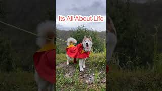 Its All About LifebeerBaby dogcute puppy barking4kviralshorts [upl. by Nhaj]