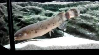 Malapterurus electricus electric catfish [upl. by Aiuhsoj]