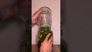 I put soil in a jar this happaned ecosystem terrarium vivarium [upl. by Aisela]