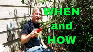 How to Prune Lilacs [upl. by Elyagiba772]