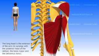 The triceps brachii [upl. by Anaihk]