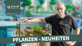 7 Wasserpflanzen Neuheiten für dein Aquarium [upl. by Attlee510]