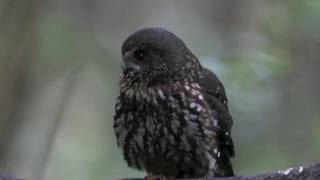 NZ Morepork Ruru [upl. by Chilcote849]