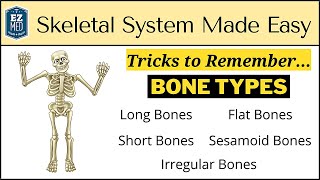 Skeletal System Types of Bones in Under 10 Minutes Anatomy Physiology Human Body [upl. by Fifine]