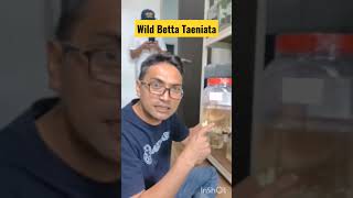 Wild Betta Taeniata Yang Di Import Khas dari Indonesia bettafish wildbetta wildbettaindonesia [upl. by Masson491]