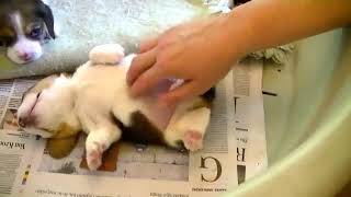 Tickling a 2 week old Beagle Puppy  Cute  Beagle Universe [upl. by Atnaloj767]