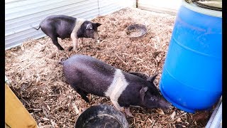 This DIY Pig Waterer is Game Changing if it doesn’t leak [upl. by Golding]