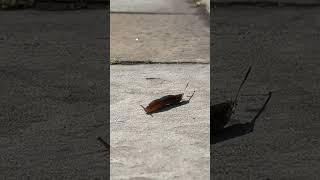 A Slug on the Ground in the Hudson Valley New York [upl. by Vento729]