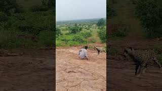 Leopard attack youtubeshorts tendua attack trending shortvideo animals nature reels [upl. by Acireit]