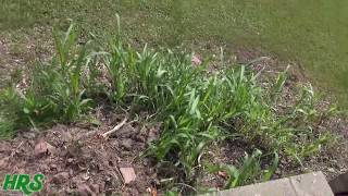 Prairie grass control  How to eliminate switchgrass prairiegrass johnson grass [upl. by Ihsorih]