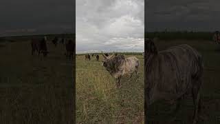 Xoolaha soomaalida hargeisa travel somalitravel camel [upl. by Nrek]