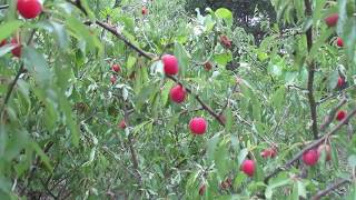 Prunus Angustifolia  The Perfect Permaculture Plum [upl. by Terri308]