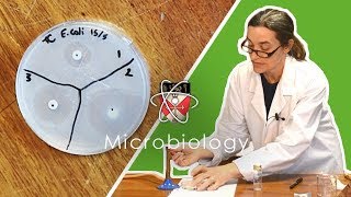 Microbiology  GCSE Science Required Practical Triple [upl. by Latricia]