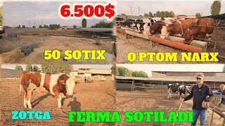 KOTTA FERMA 50 SOTIX ☎️974254300 DAKUMENT UCHASKA SVET SUV GAZ BOR KATEJ QURSA BO‘LADI 400 LITR🥛 [upl. by Yliab]