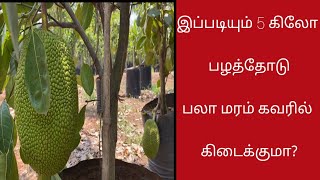 இப்படியும் 5kg பழத்தோடு பலாமரம் கவரில் கிடைக்குமா  Big Vietnam Super Early jackfruit plant in Cover [upl. by Sitto892]