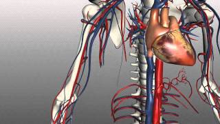 How to Memorize Anatomy Terms in 4 Steps  Human Anatomy  Kenhub [upl. by Christiana]