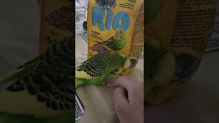 Пушистик защищает quotподружкуquot😅🦜cutebudgie funnypets cute смешныеживотные parakeet funny [upl. by Ahsirat]