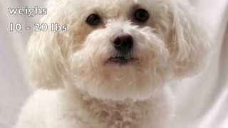 Dogs 101 Bichon Frise [upl. by Paugh]