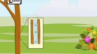 Transpiration in Plants  Elementary Science [upl. by Abibah]