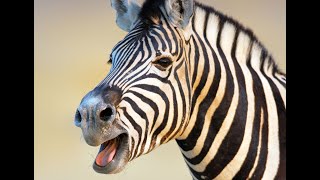 Zebra Sounds and Barking [upl. by Vez]