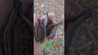 kurrajong flame tree Brachychiton populneus seed pods Pyla Cyprus 17102023 г 🇨🇾 seedpods [upl. by Yaral]