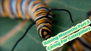 Raising Monarchs Part 3  Caring For Caterpillars How To Raise Caterpillars [upl. by Ewall]