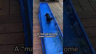 Homemade “Water Treadmill” for Dog’s Hydrotherapy IVDD Dachshund [upl. by Rialc]