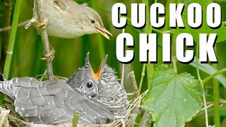 CUCKOO bird chick in the nest of Marsh Warbler [upl. by Levitt]