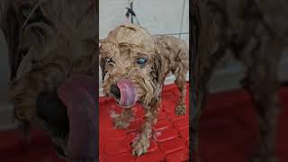 Grooming a dog with fleas Cockapoo [upl. by Holland494]