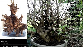 HOW TO MAKE A BONSAI  VITEX PARVIFLORA  TUGAS BATO [upl. by Attecnoc903]