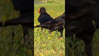 Sweet Faced Very Young Crow Grabs an Egg for Himself  Clifftop Crows [upl. by Atnamas]