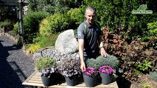 Lewisia Constant Comment  Perfect Perennials  Kernock Park Plants 2021 Introductions [upl. by Hnoj966]