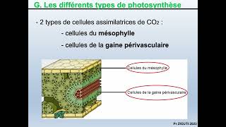 Physiologie végétale  Nutrition carbonée 11  Réactions de la photorespiration [upl. by Frodine]