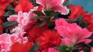 Sardunya Çiçeği Pelargonium  Özellikleri Bakımı Çoğaltımı 1 Bölüm [upl. by Mariejeanne]