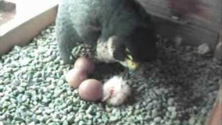 Peregrine Falcons at Rochester NY [upl. by Socram]