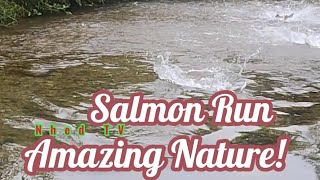 Salmon Run salmonrun nature fishing livestream [upl. by Marilou]