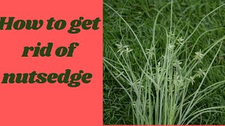 How to get rid of Nutsedge  Image product review [upl. by Jonis340]