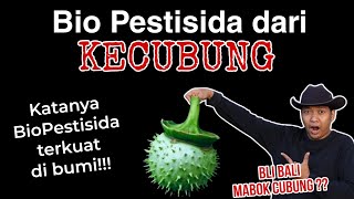 Biopestisida Kecubung Hama jadi M4BOK Begini Penjelasannya [upl. by Eloisa]