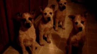 Red Heeler puppies are so smart [upl. by Alag614]